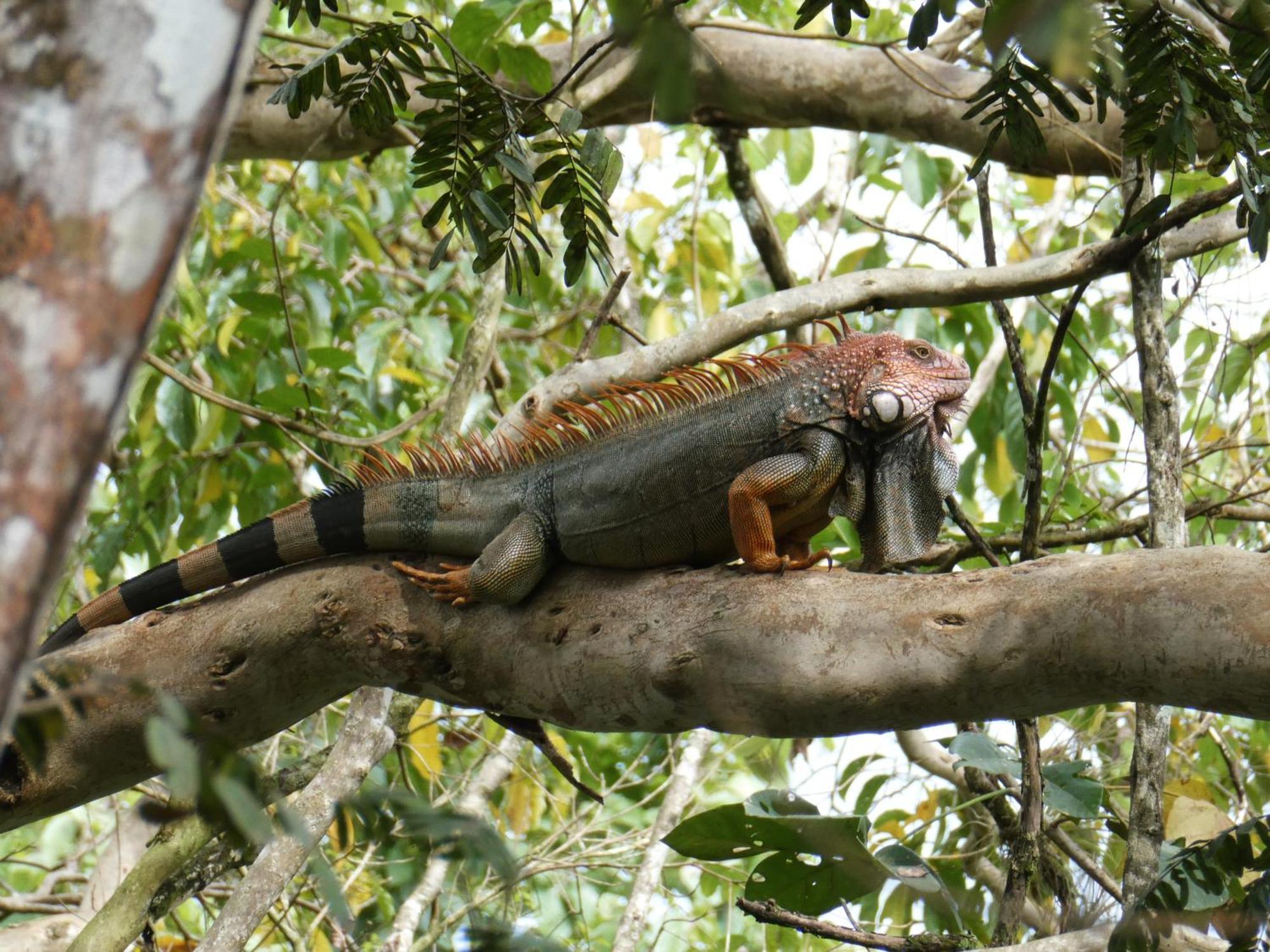 San Francisco de Coyote Alouatta Playa Coyoteホステル エクステリア 写真