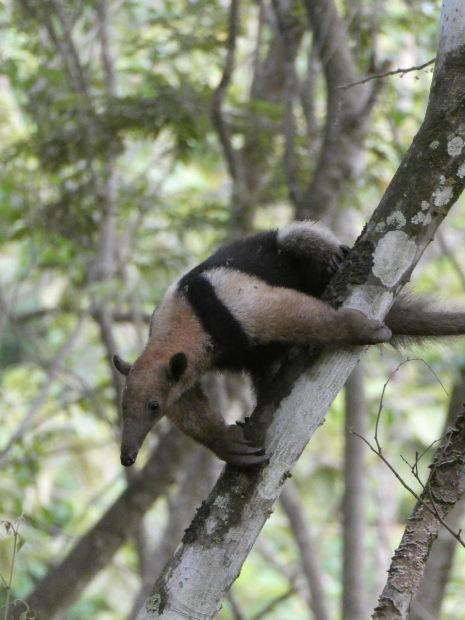 San Francisco de Coyote Alouatta Playa Coyoteホステル エクステリア 写真