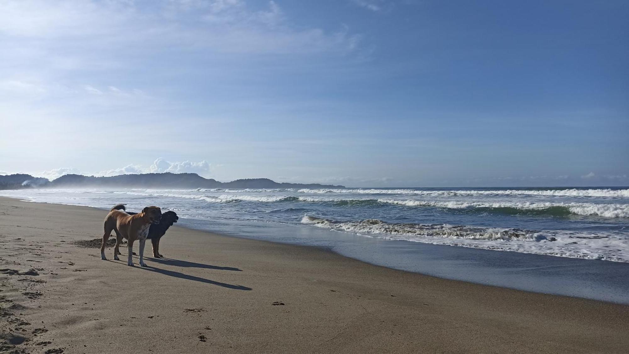 San Francisco de Coyote Alouatta Playa Coyoteホステル エクステリア 写真