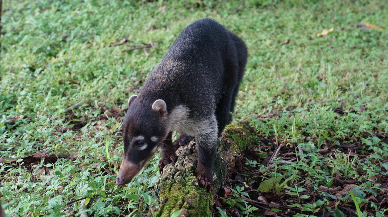 San Francisco de Coyote Alouatta Playa Coyoteホステル エクステリア 写真